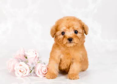 ティーカッププードル 1