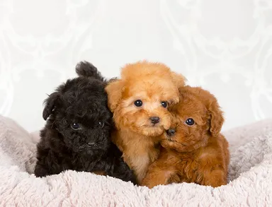 ティーカッププードル 2