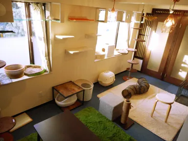 猫フリースペース