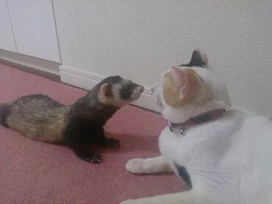猫とフェレット