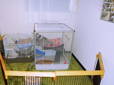 フェレット大型ケージ