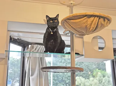 ガラスキャットウォーク