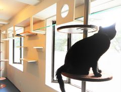 猫キャットステップ