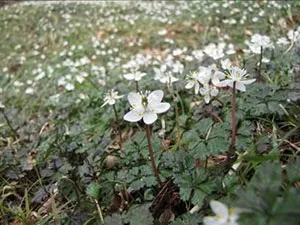 バイカオウレン