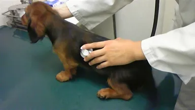 ペットの心音の保存に