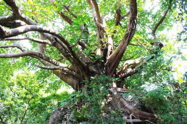 イメージフォト