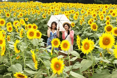 夏の「ひまわり迷路」の様子