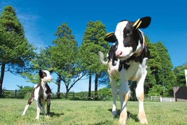 牛とヤギ(牧場イメージ)