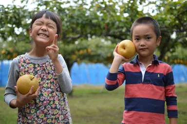 ピアファームでの梨狩り