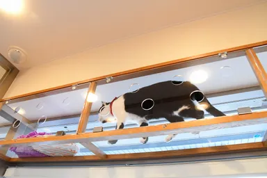 肉球などが見えるキャットウォーク 1