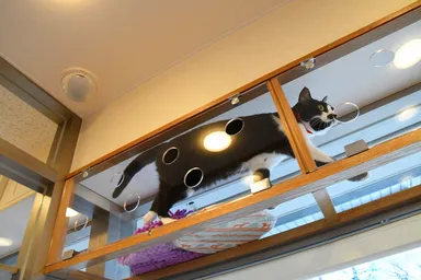 肉球などが見えるキャットウォーク 2