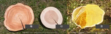 材木の色の比較(檜・杉・漆)