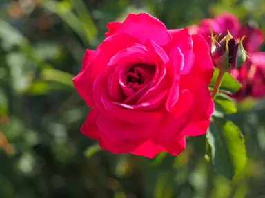 ダマスクローズ イメージ