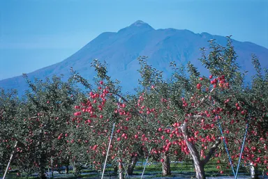 岩木山とりんご園