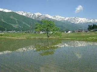 白馬の田んぼ