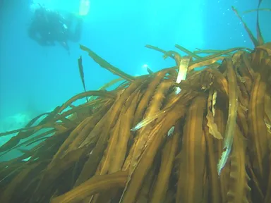 北海道沿岸の昆布