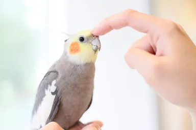 オカメインコのいくらちゃん(吉祥寺店)