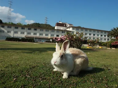 愛くるしいウサギが出迎えてくれる大久野島