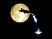 イメージ画像：月とイルカ