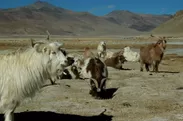 カシミヤ山羊