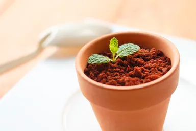 植木鉢に見立てたティラティス2