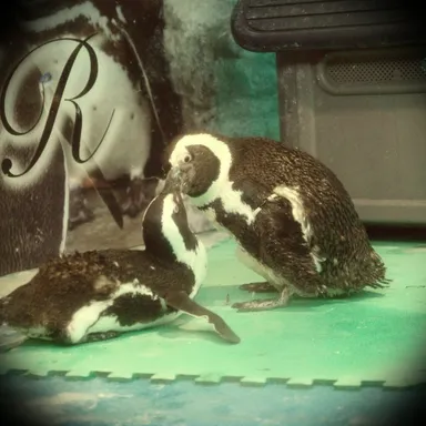 仲のいいペンギンたち