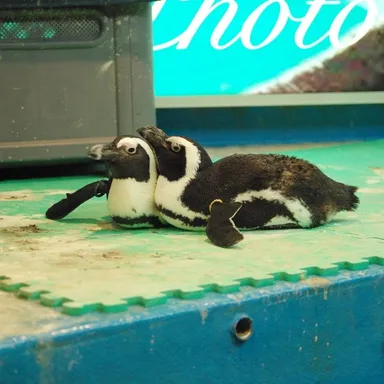 じゃれあうペンギン