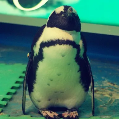 かわいいペンギン