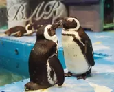 ペンギンの夫婦