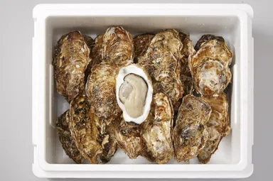 小友の殻付かき生食用