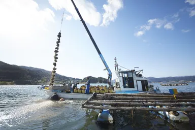 牡蠣漁師の作業風景