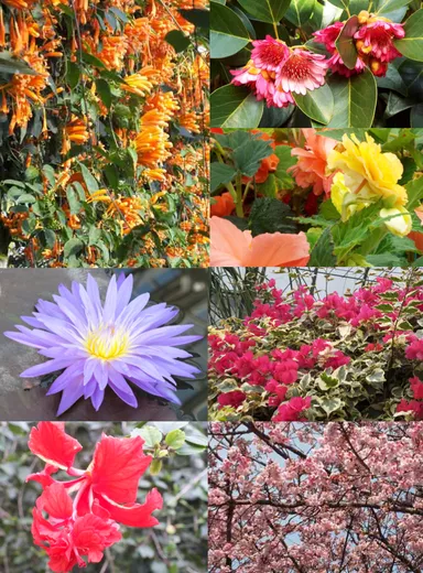 ＜新春イベント＞華麗に咲く花々