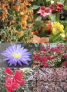 ＜新春イベント＞華麗に咲く花々