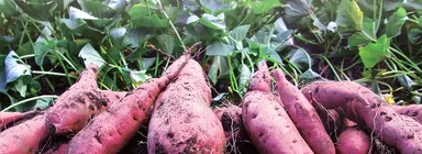 サツマイモ