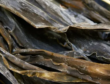 北海道羅臼昆布