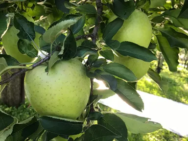 収穫直前の王林