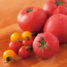 トマトの基本知識