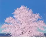 千住 博画伯が描く知覧の桜「ソメイヨシノ満開」