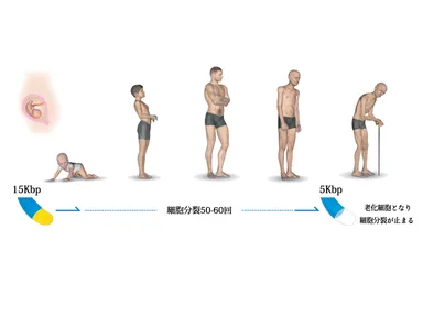 ヘイフリック限界