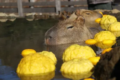 元祖カピバラの露天風呂＜伊豆5＞