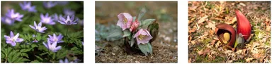 （左から）キクザキイチゲ、ヘレボルス・チベタヌス、ザゼンソウ
