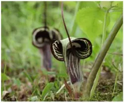 ヒメウラシマソウ