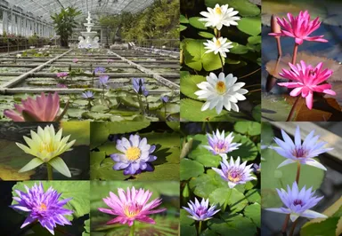 熱帯性スイレン