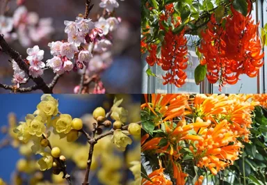 華麗に咲く花々 1