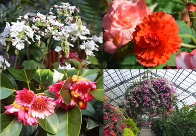 華麗に咲く花々 2