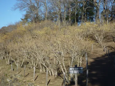 長瀞宝登山ロウバイ園(西ロウバイ園)