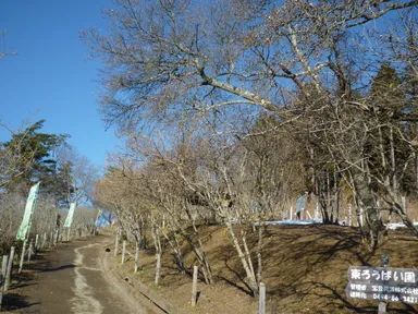 長瀞宝登山ロウバイ園(東ロウバイ園)