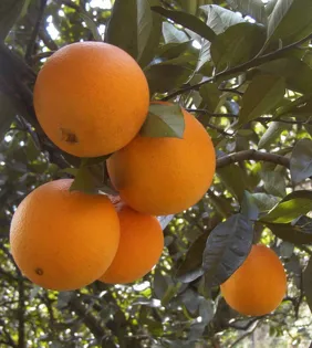 完熟国産ネーブルオレンジ