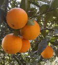 完熟国産ネーブルオレンジ
