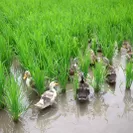 米の有機栽培で有名なのが合鴨農法
